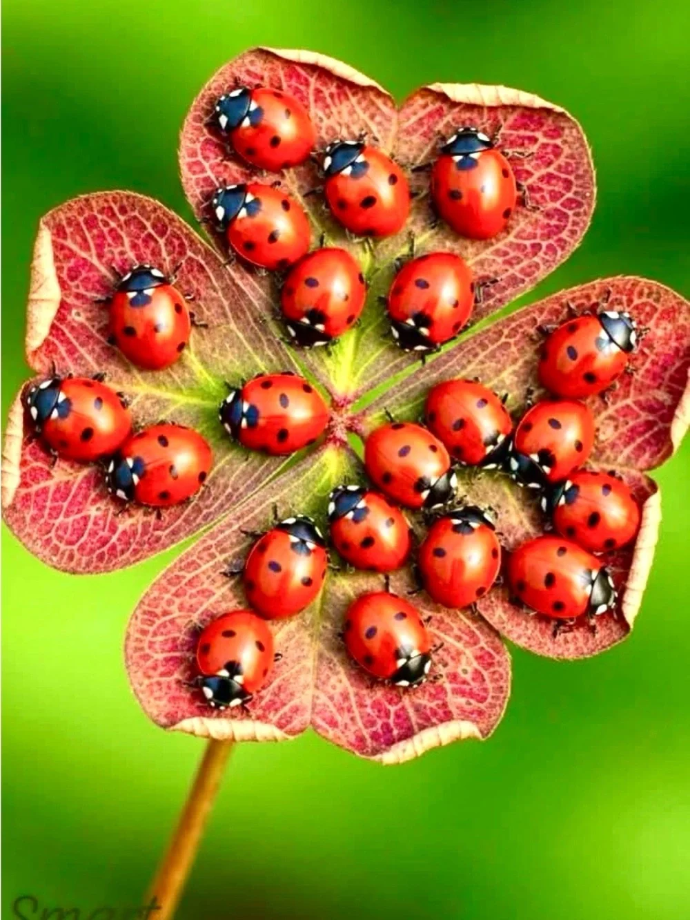 🐞🌿🌞🐞🌿🌞🐞🌿🌞🐞🌿🌞🐞🌿 - Picture 5 of 10